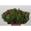 Leucadendron Goldstrike