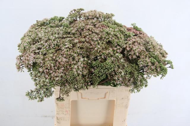 <h4>SEDUM MATRONA 060CM</h4>