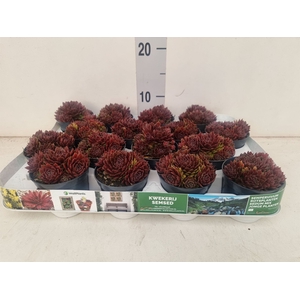 Sempervivum   ...
