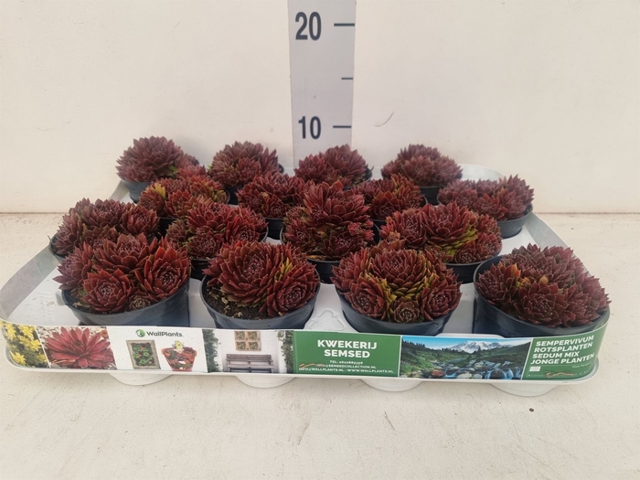 <h4>Sempervivum   ...</h4>