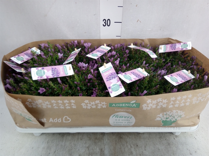 <h4>Campanula  'Ambella Pink'</h4>