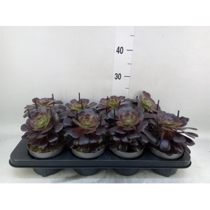Aeonium arboreum 'Velours'