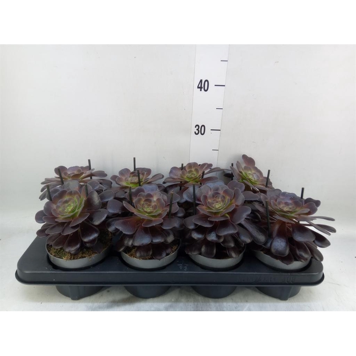 <h4>Aeonium arboreum 'Velours'</h4>
