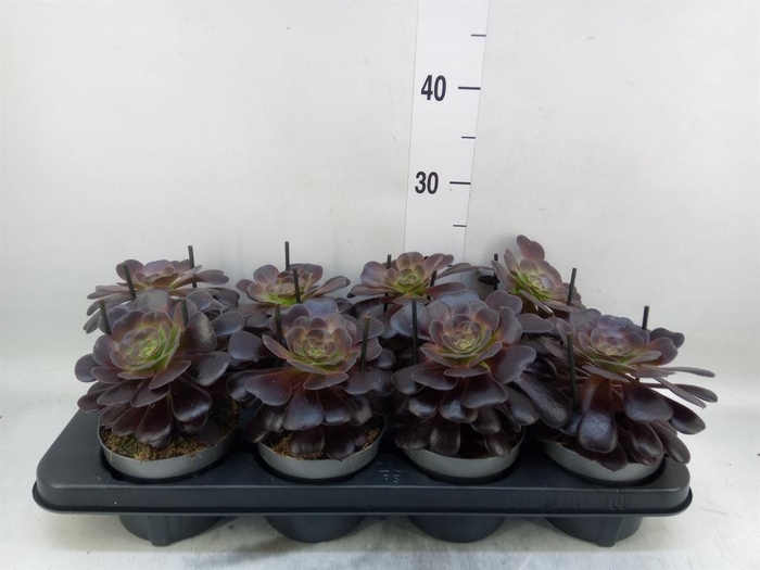 Aeonium arboreum 'Velours'