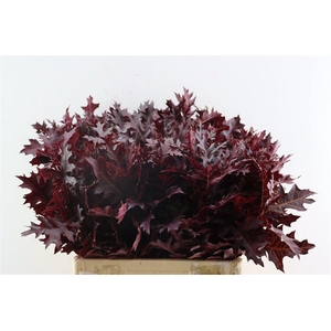 Quercus Palustris Red
