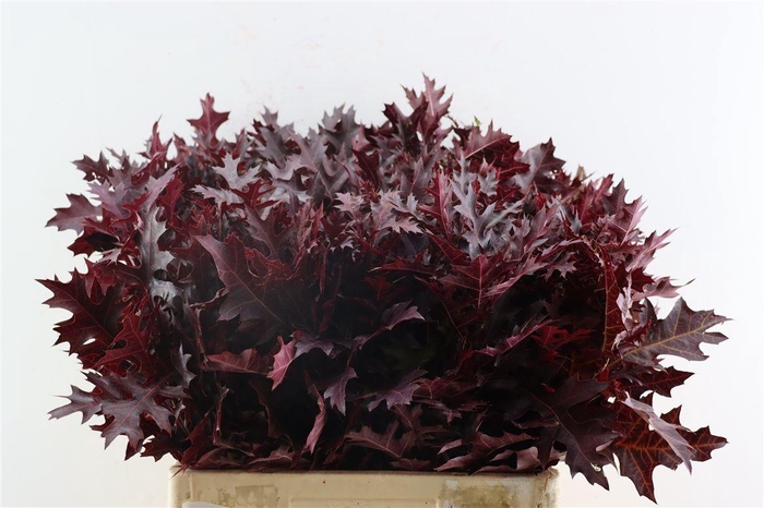 <h4>Quercus Palustris Red</h4>