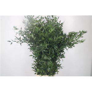 Ruscus It. 4 Stem Per Bunch
