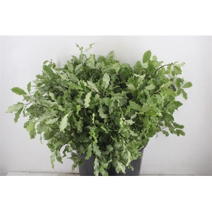 Pittosp Tenuif Green P Bunch