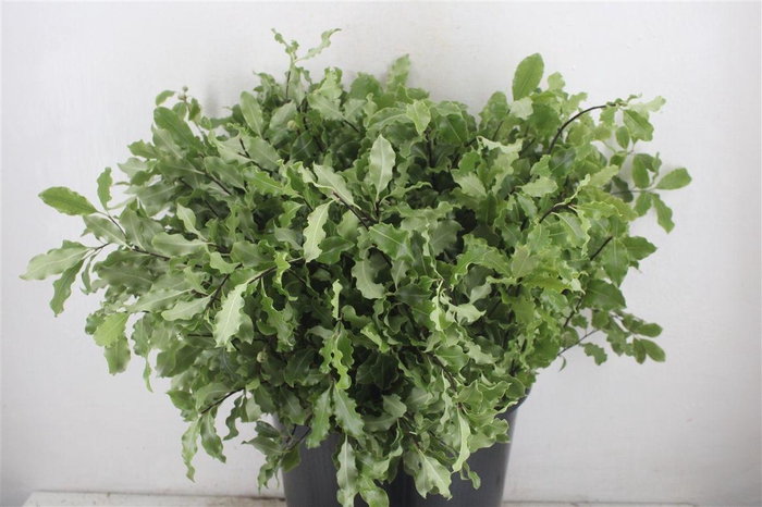 <h4>Pittosp Tenuif Green P Bunch</h4>