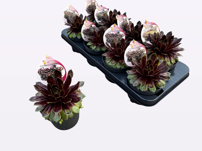 <h4>SEMP CC GEM</h4>