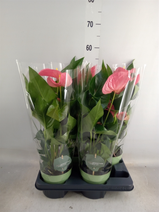 <h4>Anthurium andr. 'Maine'</h4>