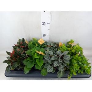 Peperomia   ...mix
