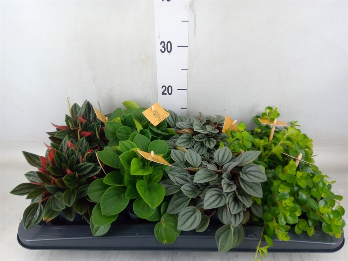<h4>Peperomia   ...mix</h4>