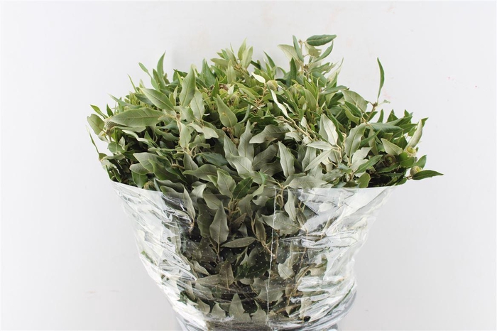 <h4>Steeneik Quercus Ilex 300 Gram</h4>