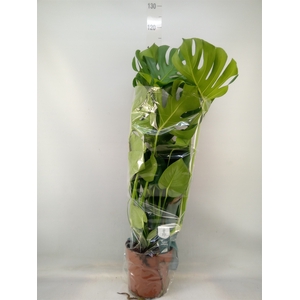Monstera delic.
