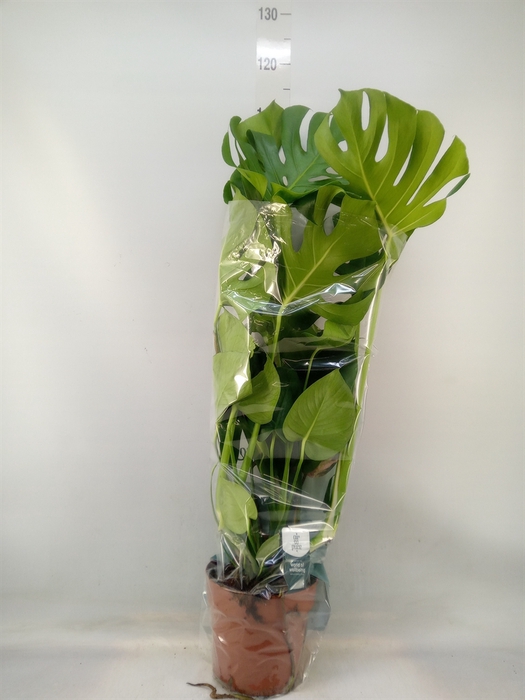 <h4>Monstera delic.</h4>