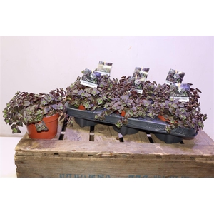 arr8 Crass Marginalis Rubra