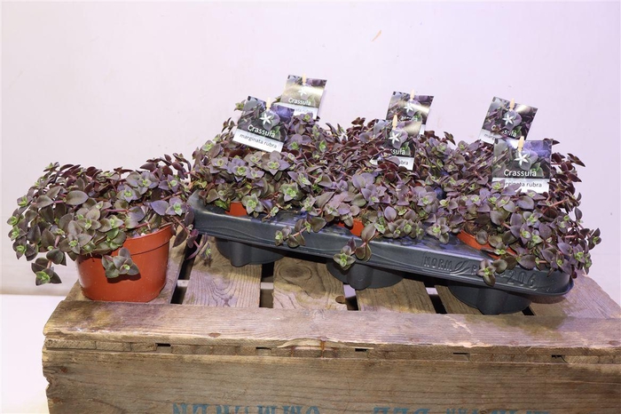 <h4>Crass Marginalis Rubra</h4>