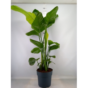 Strelitzia nicolai