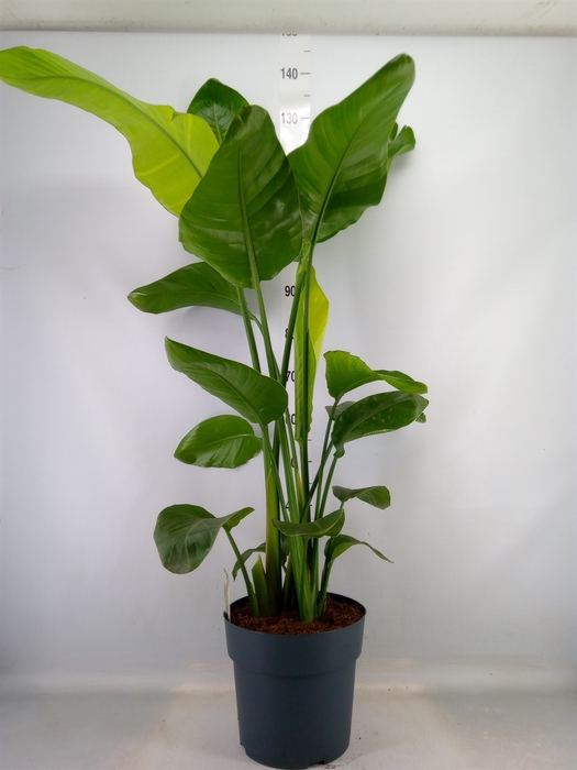 <h4>Strelitzia nicolai</h4>