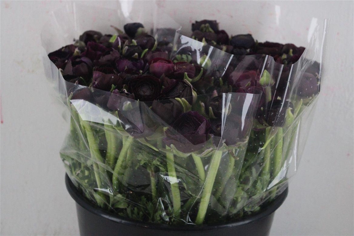 <h4>Ran Elegance Violet</h4>