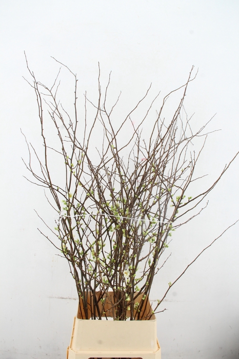 <h4>CHAENOMELES 'IVOOR' 100CM</h4>