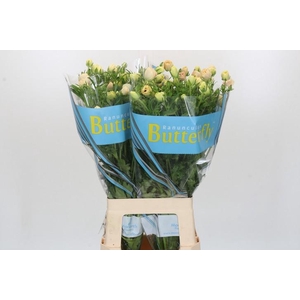 Ranunculus Butterfly Melissa