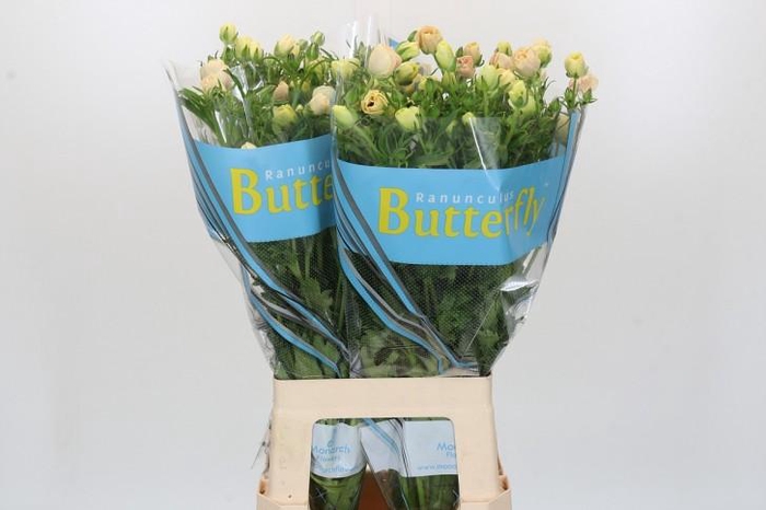 <h4>Ranunculus Butterfly Melissa</h4>