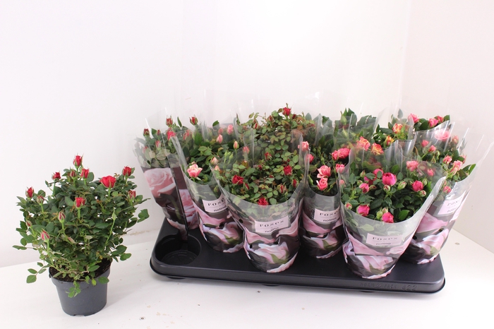 <h4>RO VICTORY GEM</h4>