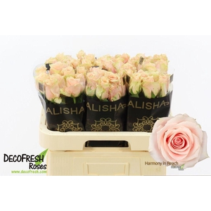 Rosa large harmony in peach