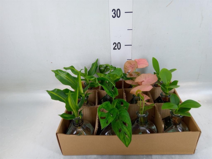 <h4>Planten  ..mix</h4>