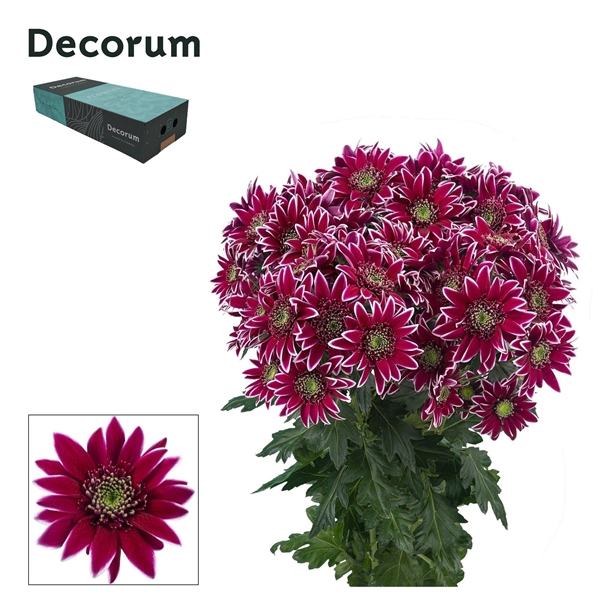 <h4>Chr T Bolte Decorum exportbox</h4>