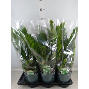Zamioculcas zamiifolia