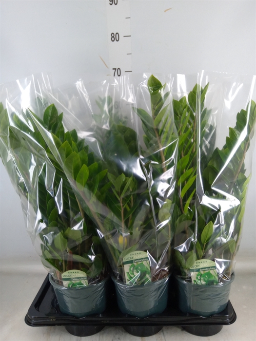 <h4>Zamioculcas zamiifolia</h4>
