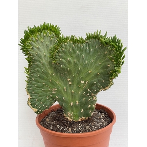 AUSTROCYLINDROPU SUB