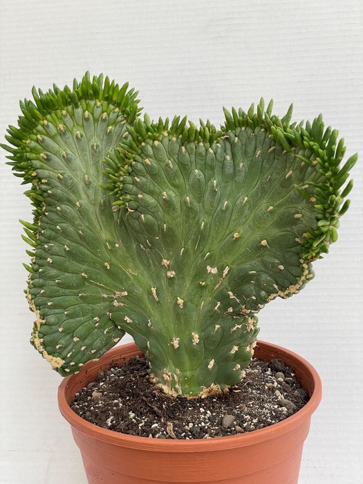 <h4>AUSTROCYLINDROPU SUB</h4>