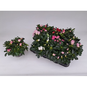 RHODO SI GEM 5 SRT