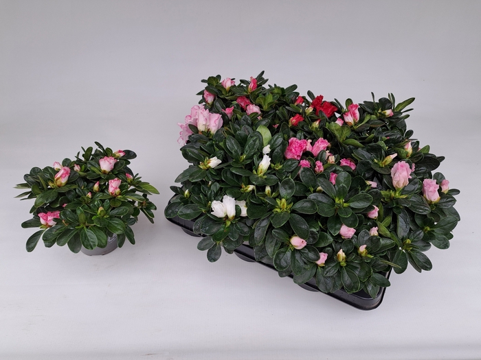 <h4>RHODO SI GEM 5 SRT</h4>