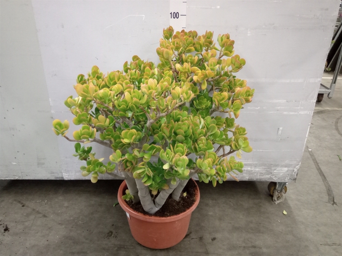 Crassula ovata