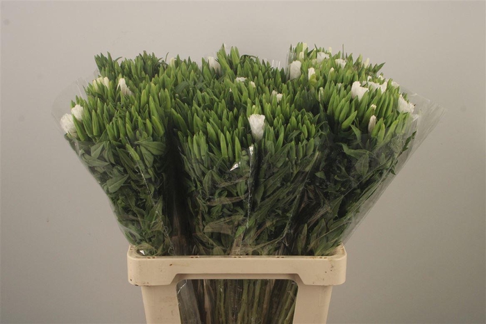 <h4>Clarkia Am Gr White</h4>