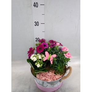 Arr.   Tuinplanten L%