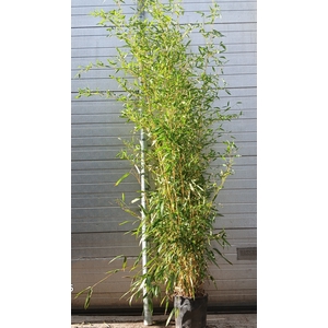 PHYLL BISSETII