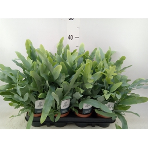 Phlebodium aureum 'Blue Star'