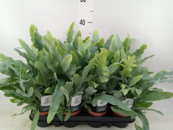 <h4>Phlebodium aureum 'Blue Star'</h4>