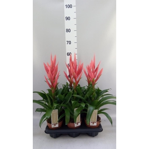 Tillandsia  'Ziva'
