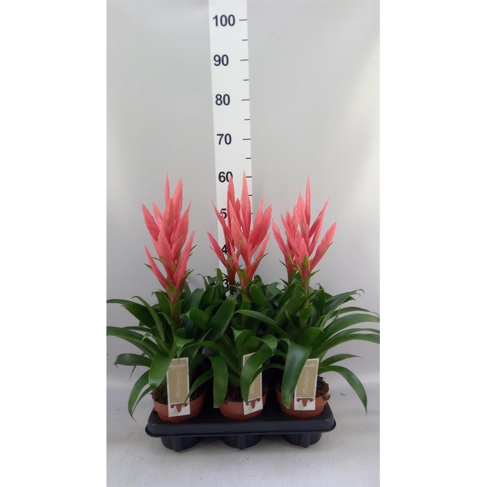 <h4>Tillandsia 'Ziva'</h4>