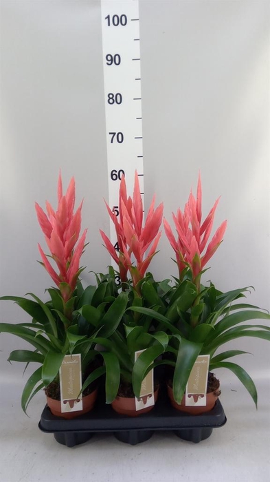 Tillandsia  'Ziva'