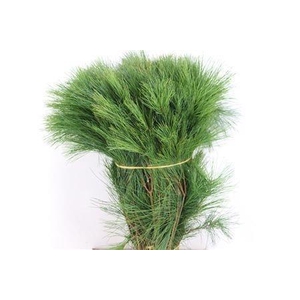PINUS STROBUS