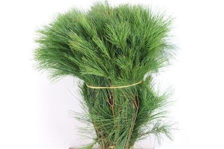 <h4>PINUS STROBUS</h4>
