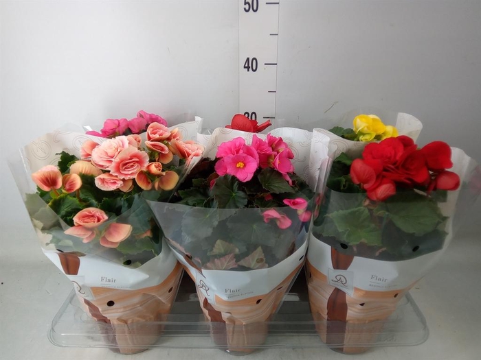 <h4>Begonia elat. DU   ...mix</h4>